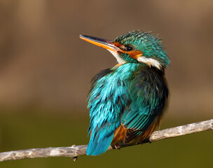 Сommon kingfisher, Alcedo atthis. A female bird sits on a branch and looks away