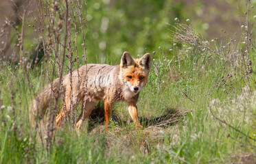 Red fox, Vulpes vulpes. An animal walks through a meadow in the grass