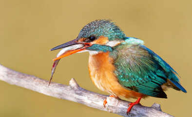 Сommon kingfisher, Alcedo atthis. The female accepted a fish from the male