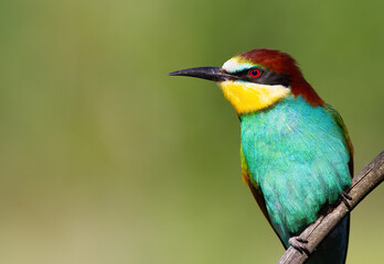 European bee-eater, merops apiaster. Beautiful close-up of the bird in the morning light