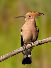 Eurasian hoopoe, Upupa epops. A beautiful close-up of the bird