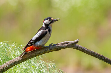 Great spotted woodpecker, Dendrocopos major. A male bird sitting on a branch in a blurred background