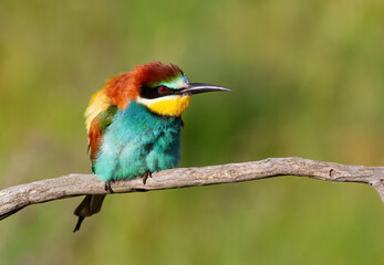 European bee-eater, Merops apiaster. A bird ruffles its feathers and sits on a branch