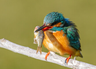 Сommon kingfisher, Alcedo atthis. The female accepted a fish from the male