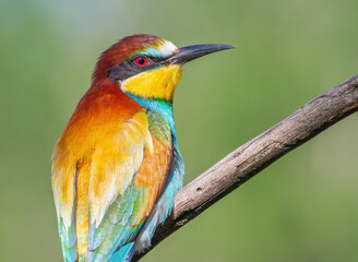 European bee-eater, merops apiaster. Beautiful close-up of the bird in the morning light