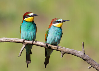 Fototapeta na wymiar European bee-eater, merops apiaster. A bird family sits on a branch against a green background