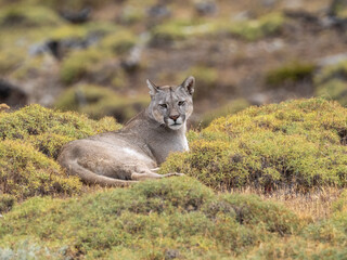 Puma