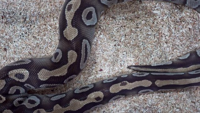Ball python was slithering in the glass cabinet, waiting to be sold. It's a popular pet in Thailand.