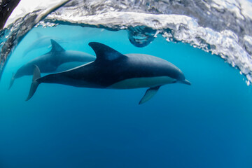 Fototapeta premium Underwater photo of wild dolphins, Australia
