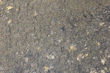 海の浅い場所に群生している「フジツボ」