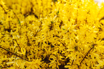 Bright yellow color of shrub blooming in spring