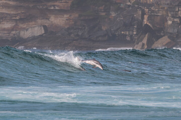 Fototapeta premium Surfing Dolphin at Bondi Beach, Sydney Australia