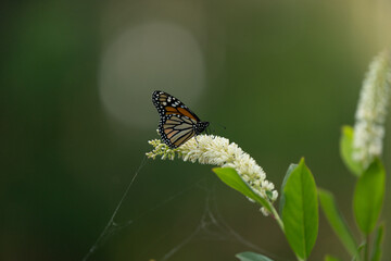 Monarch in spring