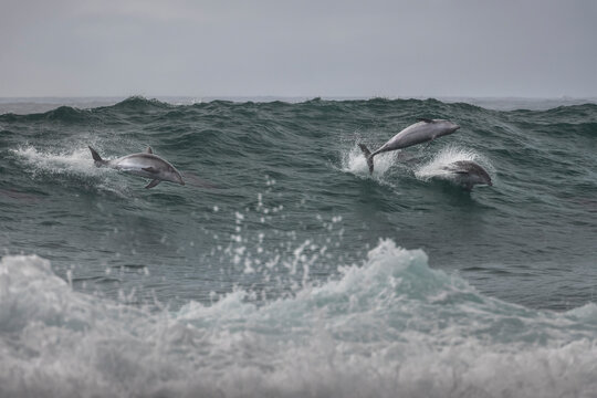 Surfing Dolphin at Bondi Beach, Sydney Australia