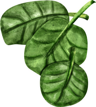 Spinach Watercolor Images – Browse 1,819 Stock Photos, Vectors, and ...