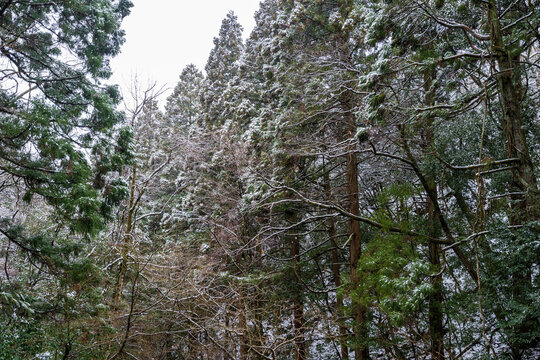 うっすらと雪化粧した森