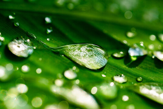 waterdrop, droplets, leaf