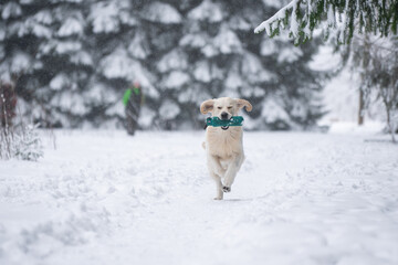 Beautiful golden retriever carrying a training dummy during training day in winter