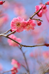 Fototapeta na wymiar 八重咲きの紅梅のクローズアップ