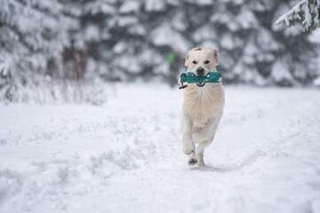 Beautiful golden retriever carrying a training dummy during training day in winter