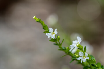 flowers, macro, nature