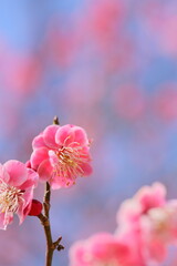 Fototapeta na wymiar 八重咲きの紅梅のクローズアップ