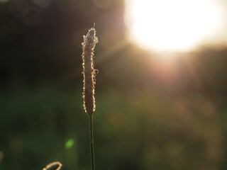Landscape closeup field grass in the rays of the setting bright yellow sun
