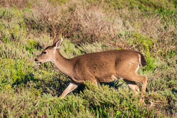 Doe at Golden Gate National Recreation Area