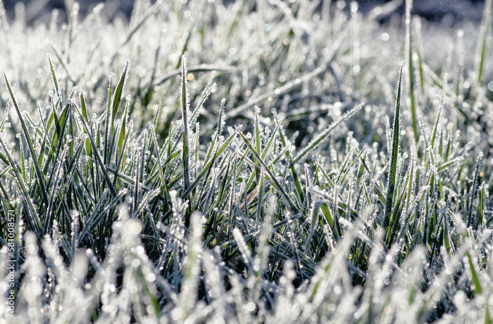 Wall mural frost on the plants. ice grass. beautiful winter background