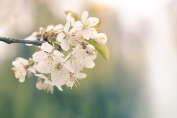 Cherry blossoms in full bloom. Cherry blossoms on a cherry tree branch. Selective focus. Copyspace.