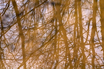 birch branches in the sunset light. abstract background for design
