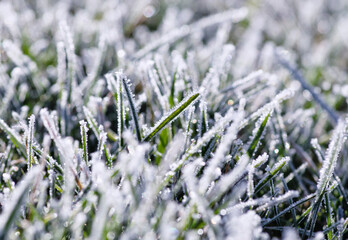  frost on the grass in the field