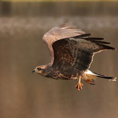 Endangered Snail Kite with Fresh Catch Micanopy Gainesville Paunes Prairie FL