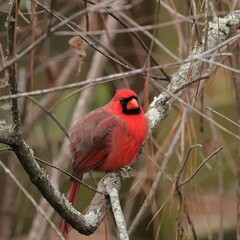 Red Cardinal fluffed up  staying warm on a cold winter day