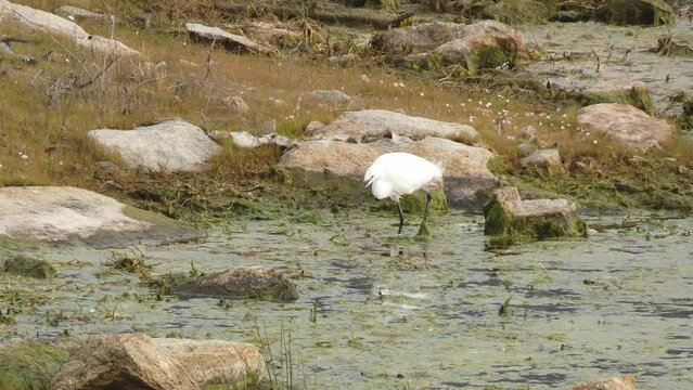 A pretty, slender white egret or Egretta garzetta fishing for small fish and crayfish.