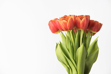 A beautiful bouquet of tulips on a white background