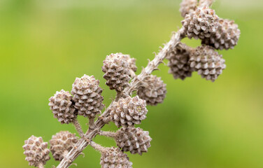 Cones of on an ironwood (Casuarina equisetifolia) twig