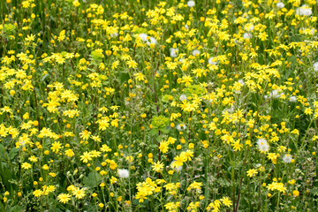 Senecio vulgaris, often known by the common names groundsel and old-man-in-the-spring, is a flowering plant in the family Asteraceae. It is an annual herb, native to the Palaearctic and widely natural