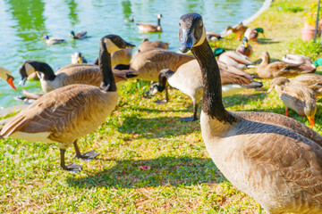Group of Wild Black Geese and Ducks by a Pond
