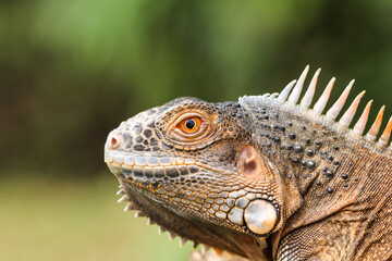 Closeup of Iguana sunbathing with bokeh backugeround