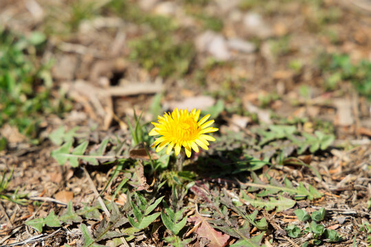 The dandelion is a spring flower.