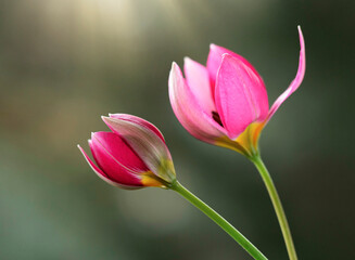 Tulipany Botaniczne