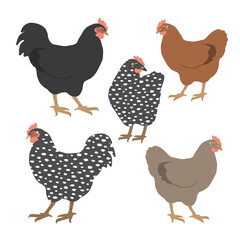 Set cute chickens isolated on white. Colorful hen and rooster. Vector graphic illustration