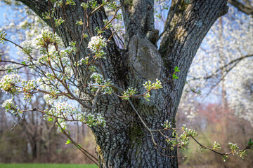 Fototapeta premium Tree Trunk Blossoms