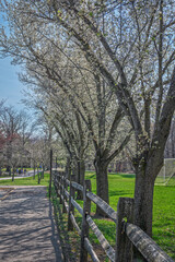 Fototapeta premium Dogwood and Fence