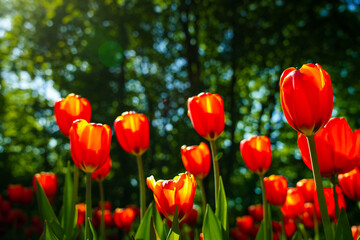 Fototapeta na wymiar Red tulips lit by sunlight on a flower bed. Landscaping.