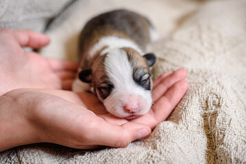Hands of woman supporting tiny Pembroke Welsh Corgi puppy on soft beige blanket at home. Female person takes care of newborn doggy closeup