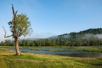 trees near the mountain river. Panorama of the morning view of the mystical forest in the fog, mountain landscape