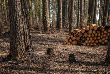 Illegal deforestation of the planet. View of trees cut down and stockpiled for transport to make land available for agriculture. Sanitary cleaning of the forest. The concept of ecology, environment