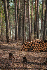 Illegal deforestation of the planet. View of trees cut down and stockpiled for transport to make land available for agriculture. Sanitary cleaning of the forest. The concept of ecology, environment